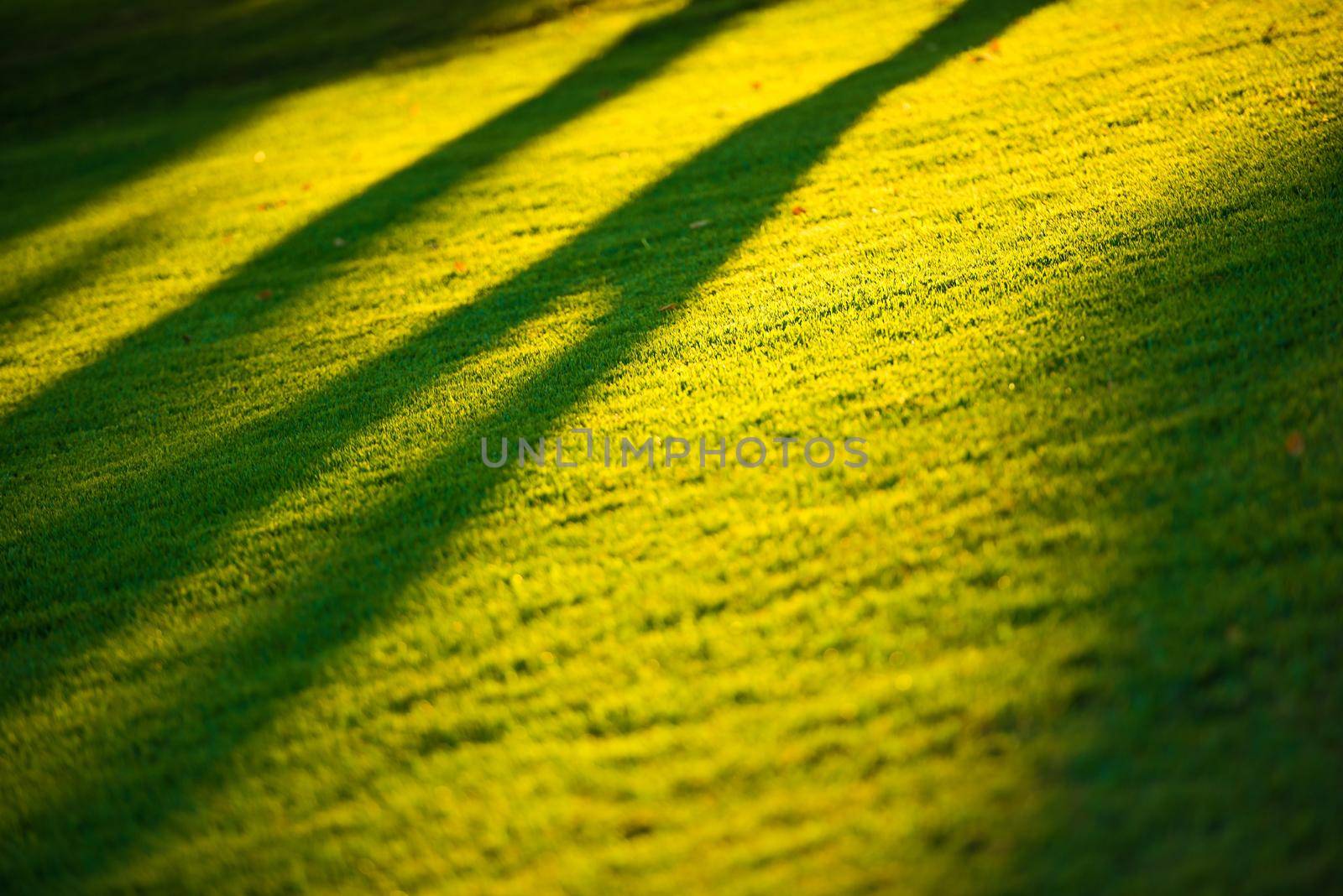 Morning Sun Light. First Sun Rays on the Green Grass Field by welcomia