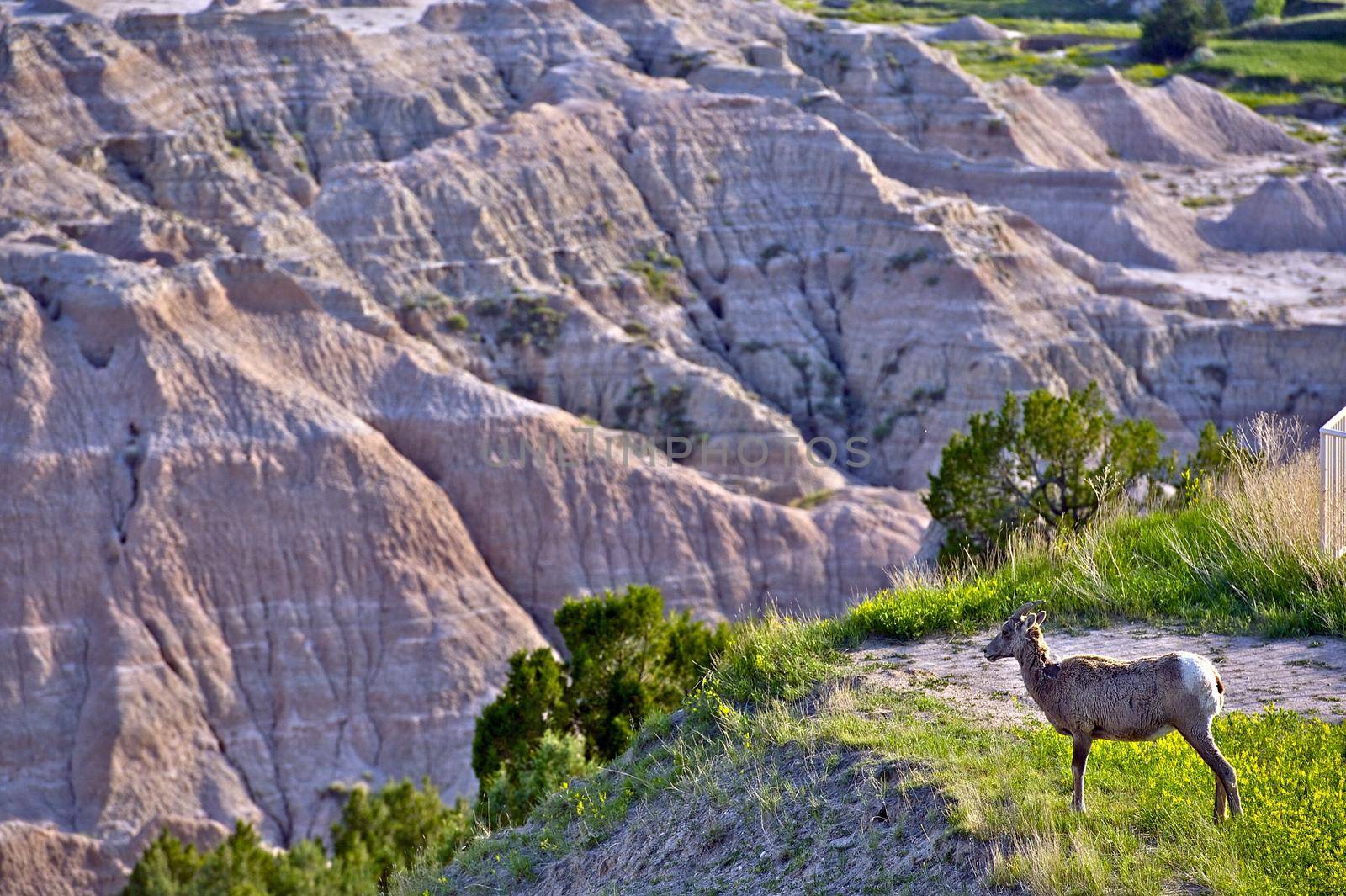 Badlands Wildlife Animals - Badlands Bighorn Sheep. South Dakota, USA. by welcomia