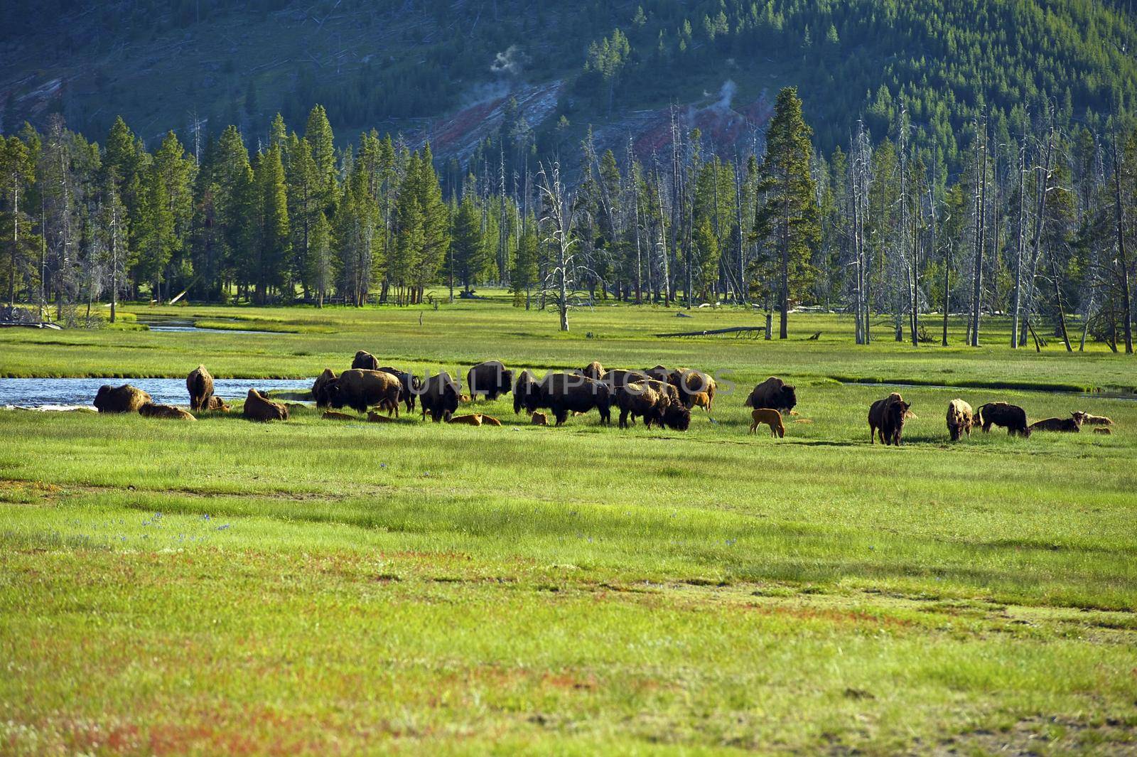 American Buffalo in Yellowstone National Park. North American Wildlife Photo Collection. by welcomia