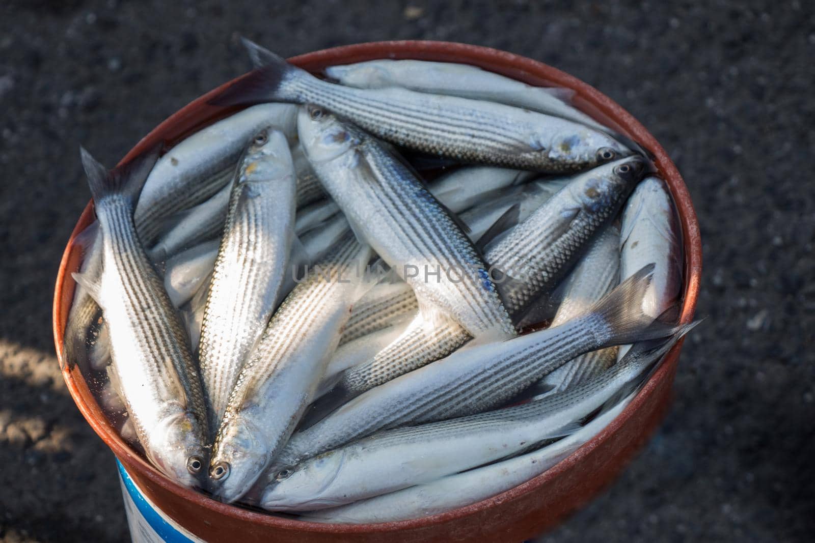 Fresh for sale at a fish market