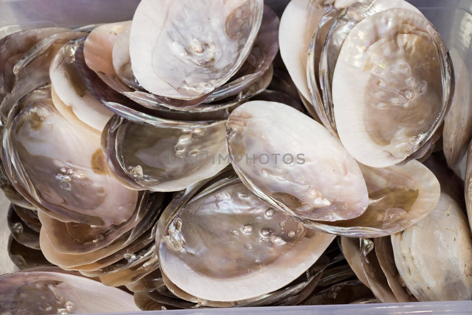 Pile of little seashells in a basket by berkay
