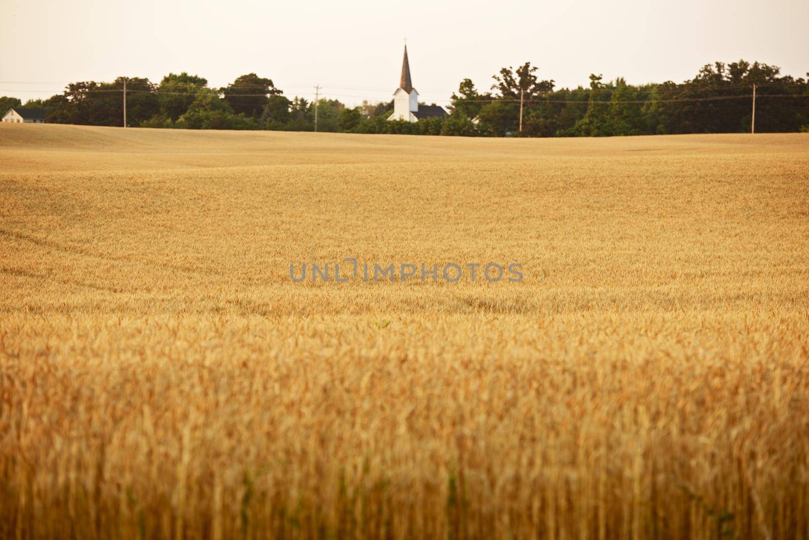 Wheat Field in Illinois State. Small Local Church in a Distance.  by welcomia