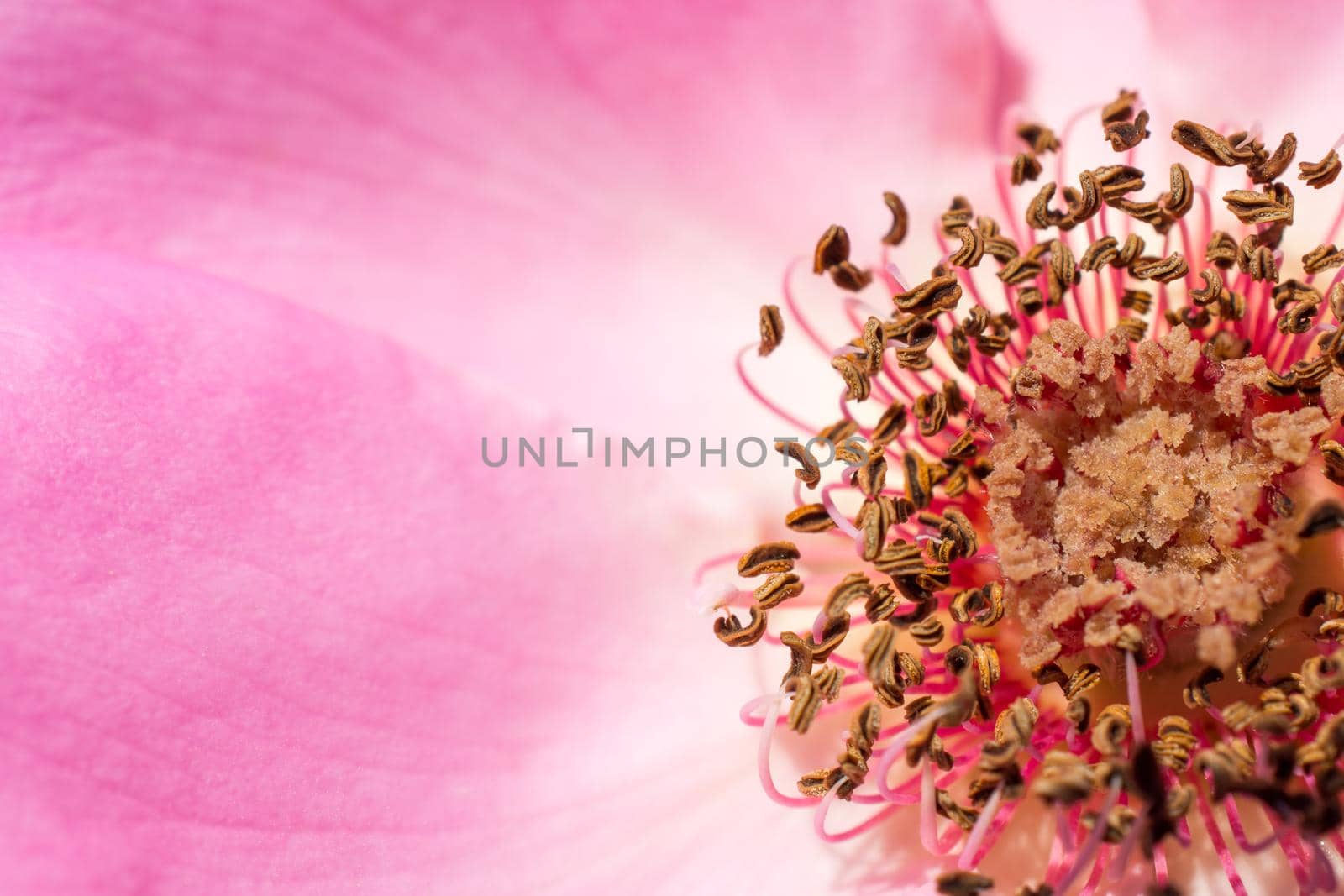 Beautiful fresh roses in close up view by berkay