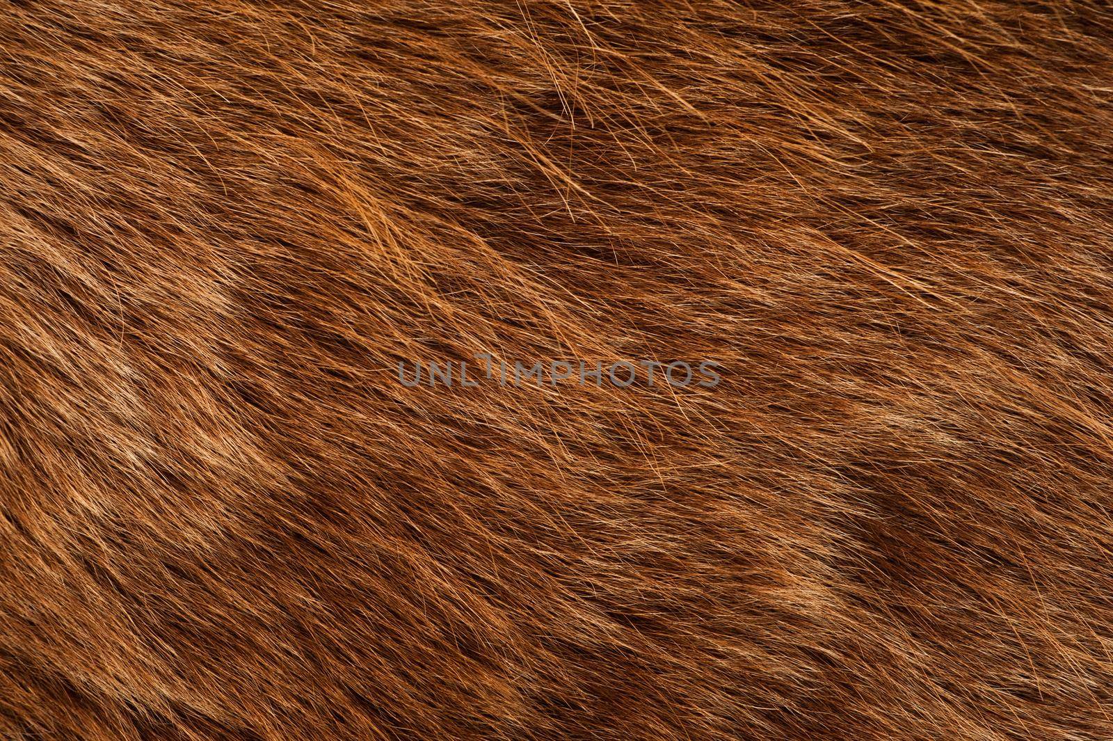 Brown Bear Coat. Real Brown Bear Fur Closeup Photography. by welcomia
