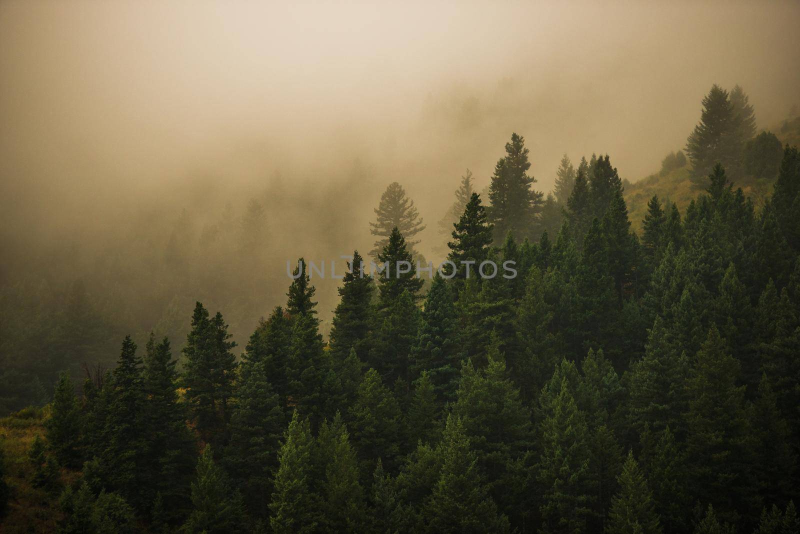 Foggy Colorado Forest. Mysterious Forest Landscape.