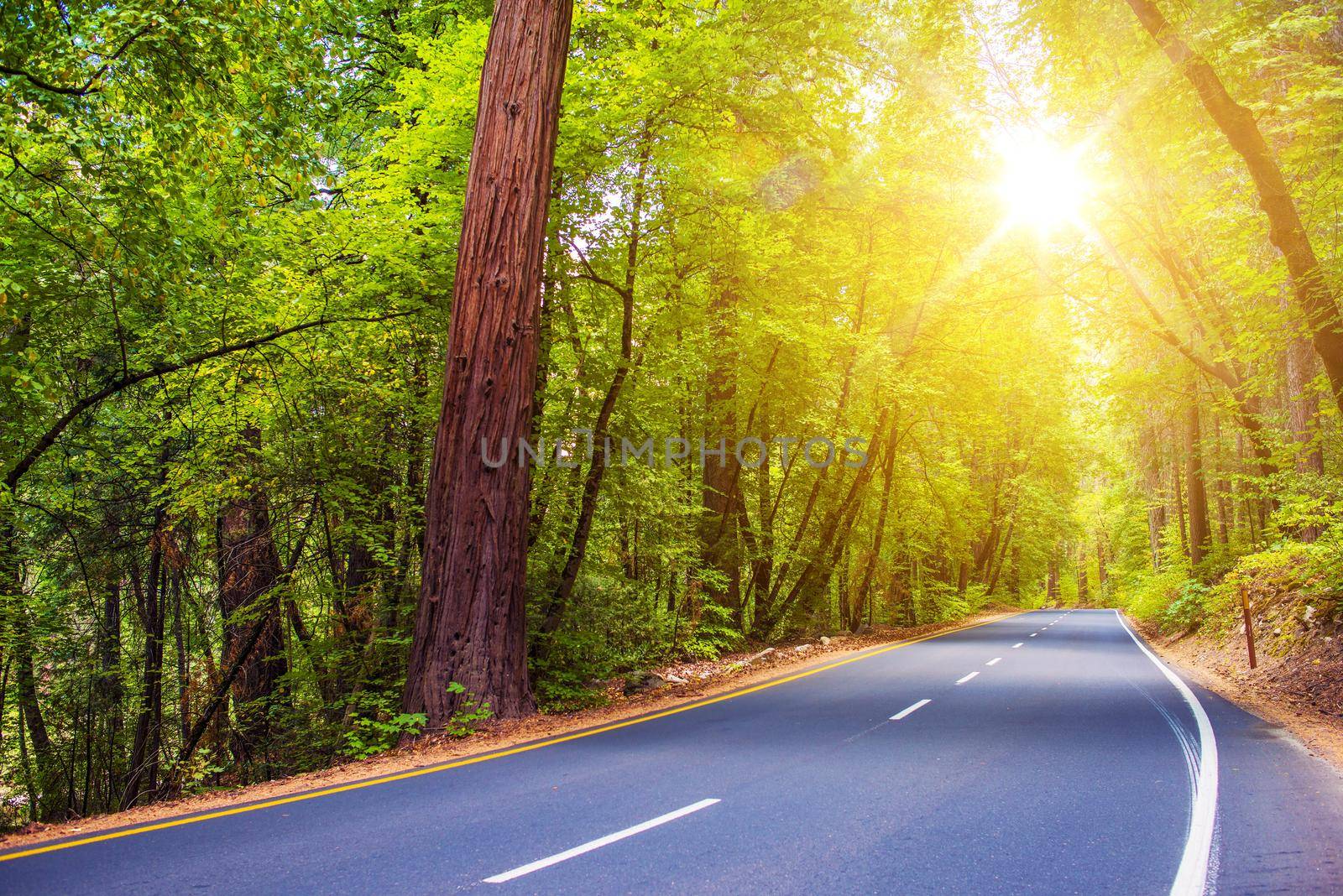 Scenic Sunny Forest Road. Summer Trip Through Scenic Green Forest. 