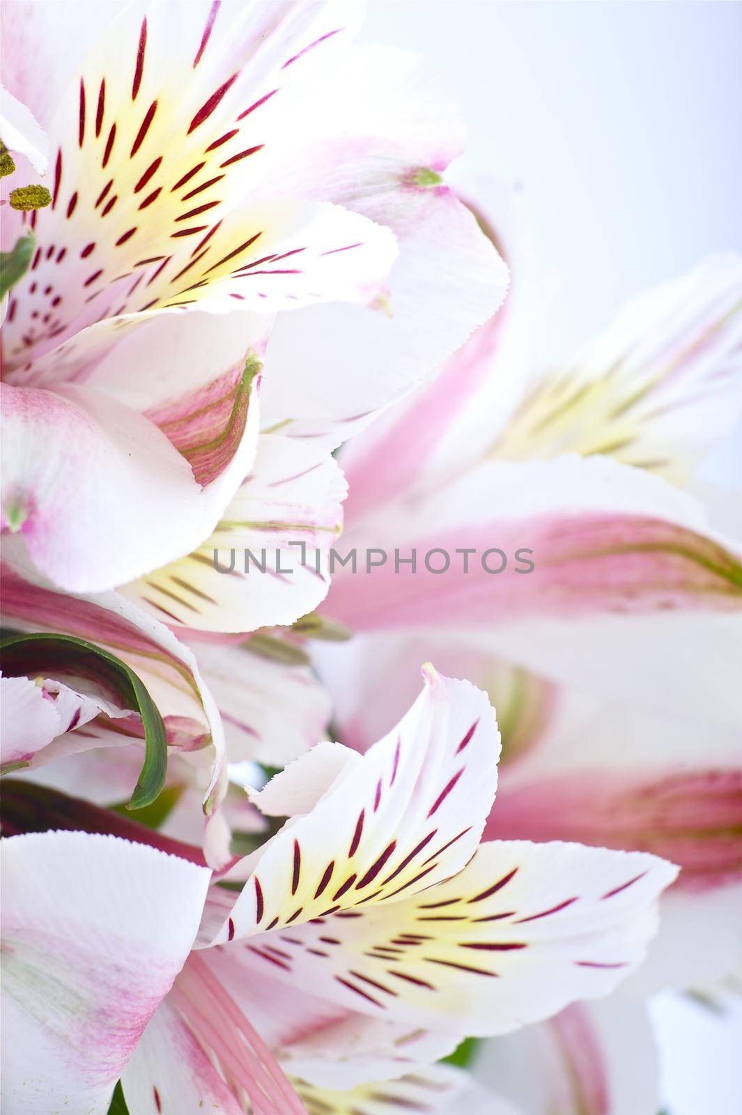 White-Pinky Alstroemeria Flowers - Macro Photo by welcomia