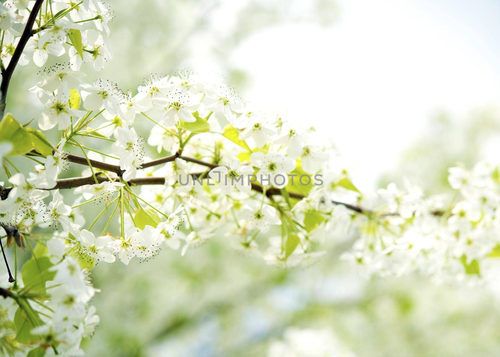 American Wild Plum - Flowering Branches. Nature Photo Collection.