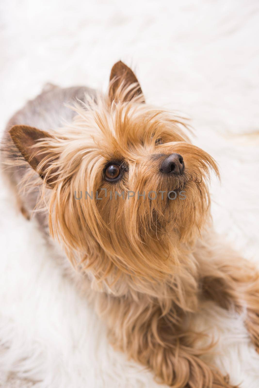 Laying Adult Silky Terrier. Five Years Old Silky Terrier. Vertical Photography. by welcomia