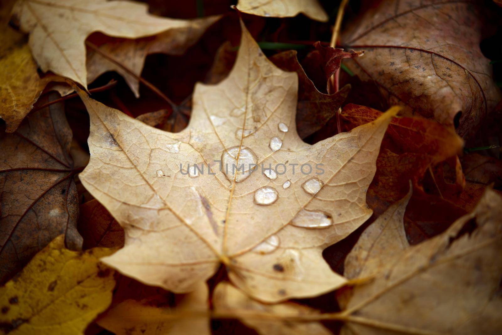 Signs of the Fall. Leaf Covered by Water Drops Laying on the Ground Between Other Leaves. Autumn Photo Collection.
