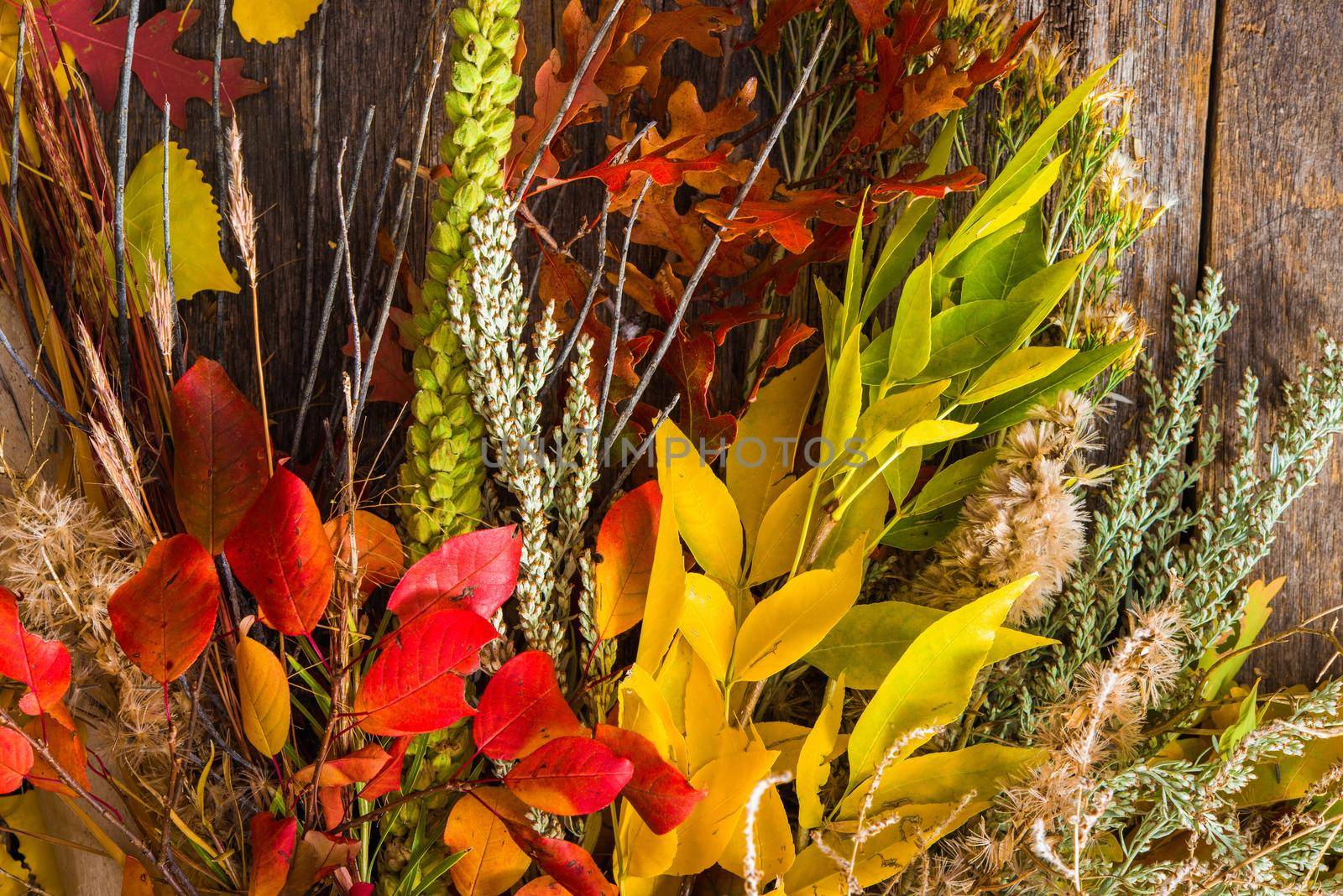Colorful Fall Bouquet. Colorful Fall Plants Composition For a Home Decoration. Autumn Foliage Decorative Elements.
