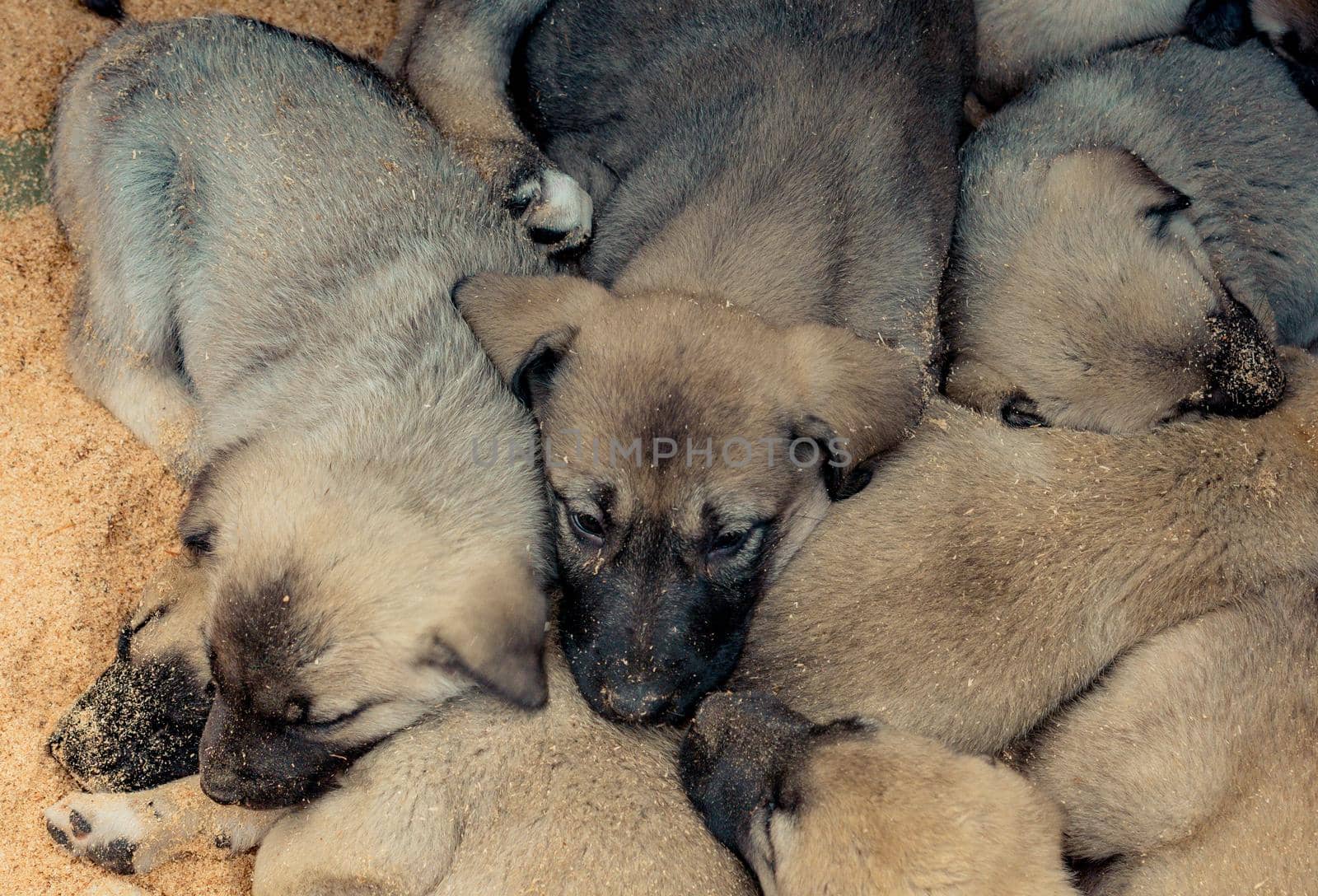 Turkish breed shepherd dog puppies  Kangal as livestock guarding dog