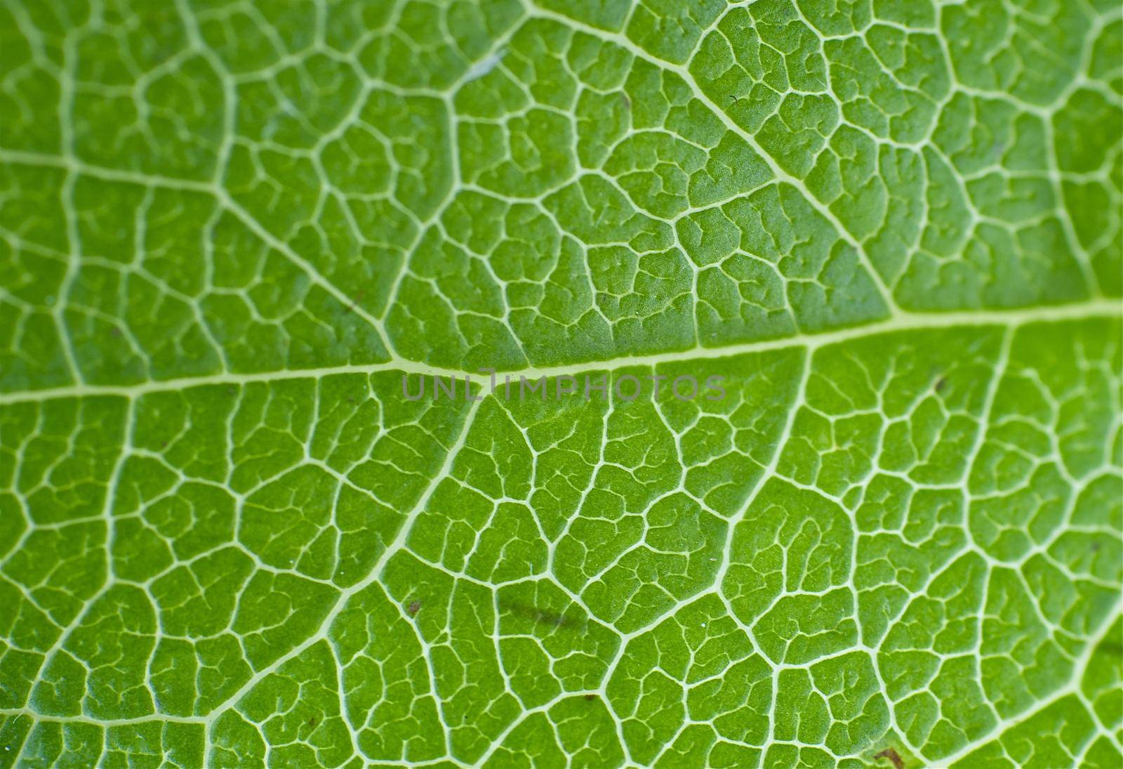 Green Leaf Macro Horizontal Background by welcomia