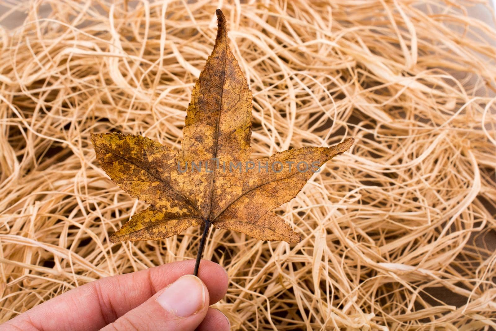 Hand holding a dry autumn leaf in hand on a straw background