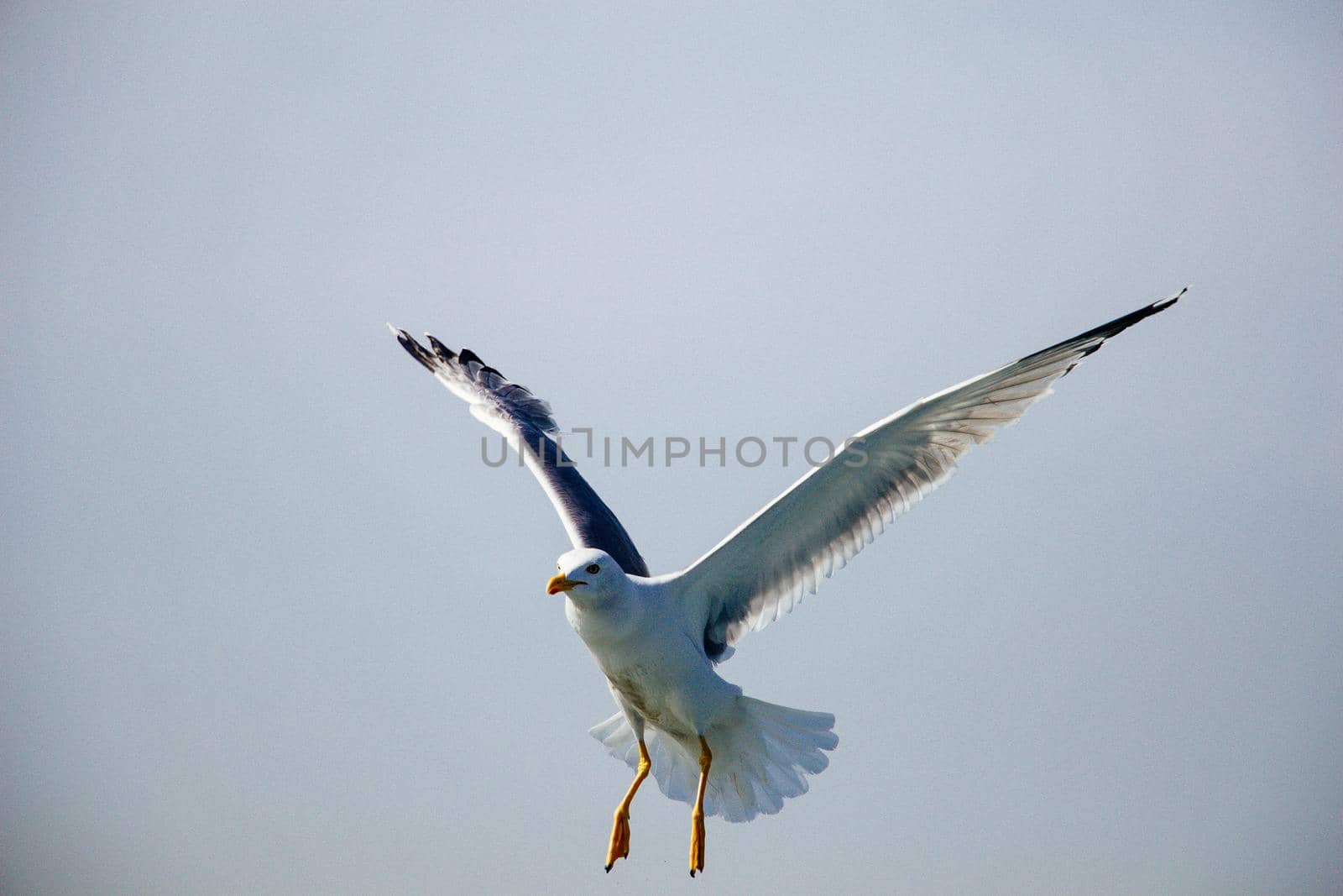 Single seagull flying in a sky by berkay