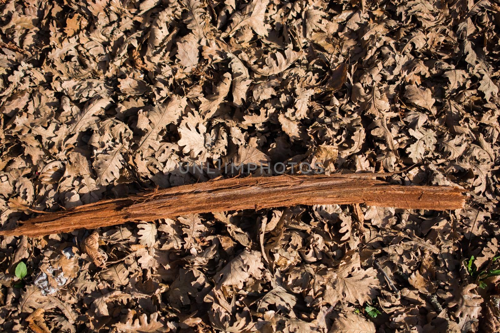 Close up tree bark texture as a  wooden background