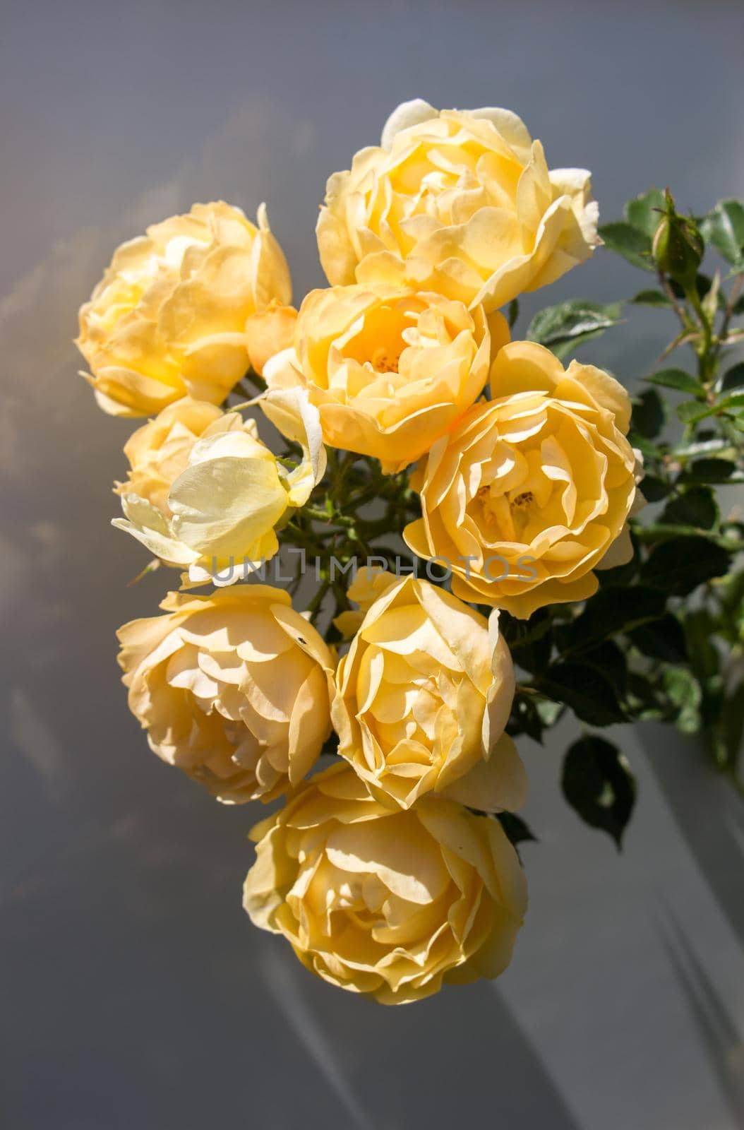 Beautiful roses with a white background