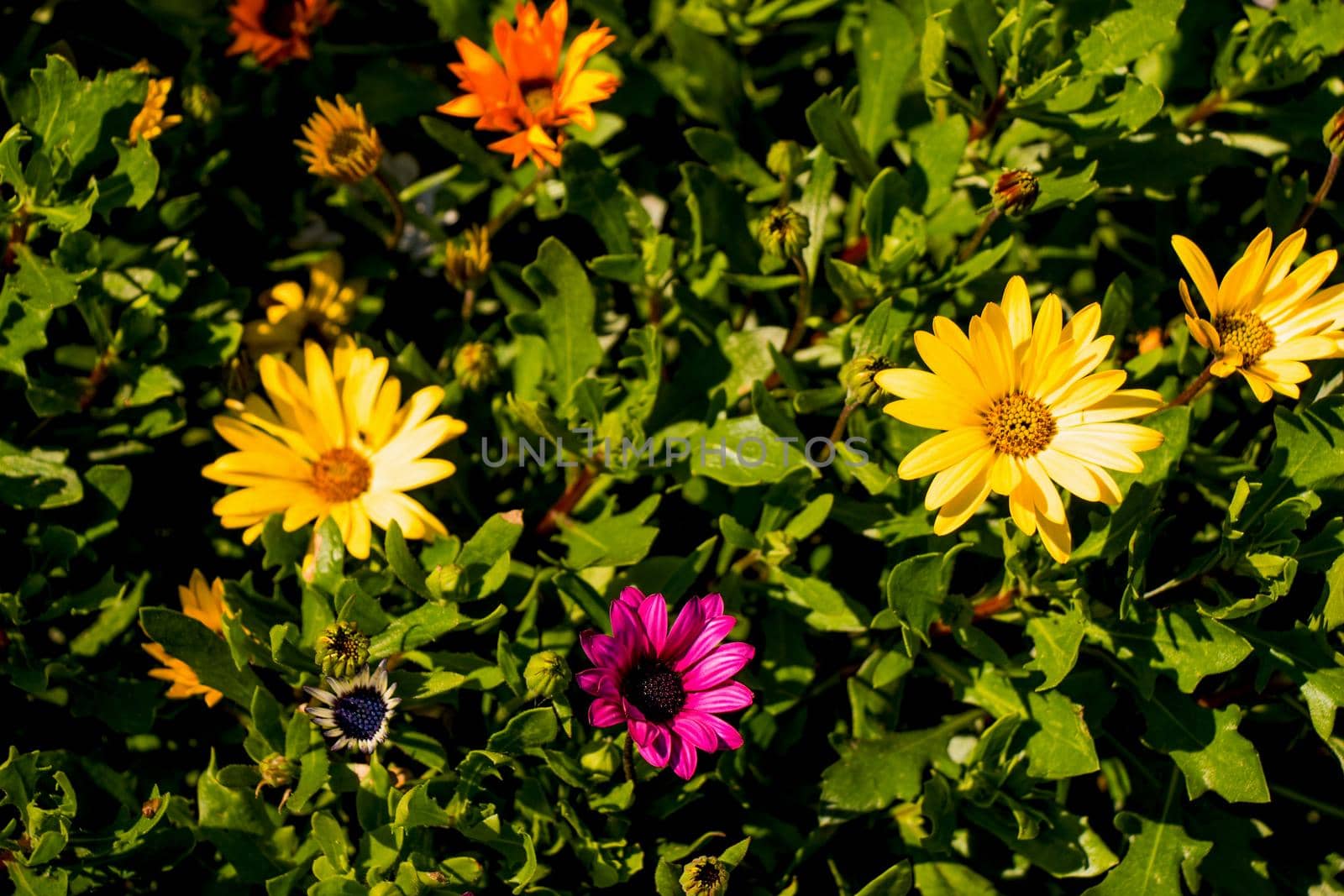 Beautiful flowers as a background by berkay