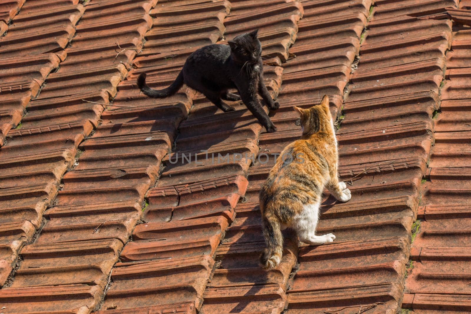 Another portrait of the homeless street cats on the roof