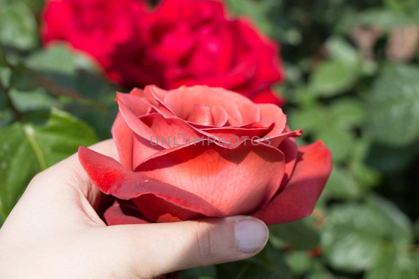 Hand holding a  colorful Rose Flower