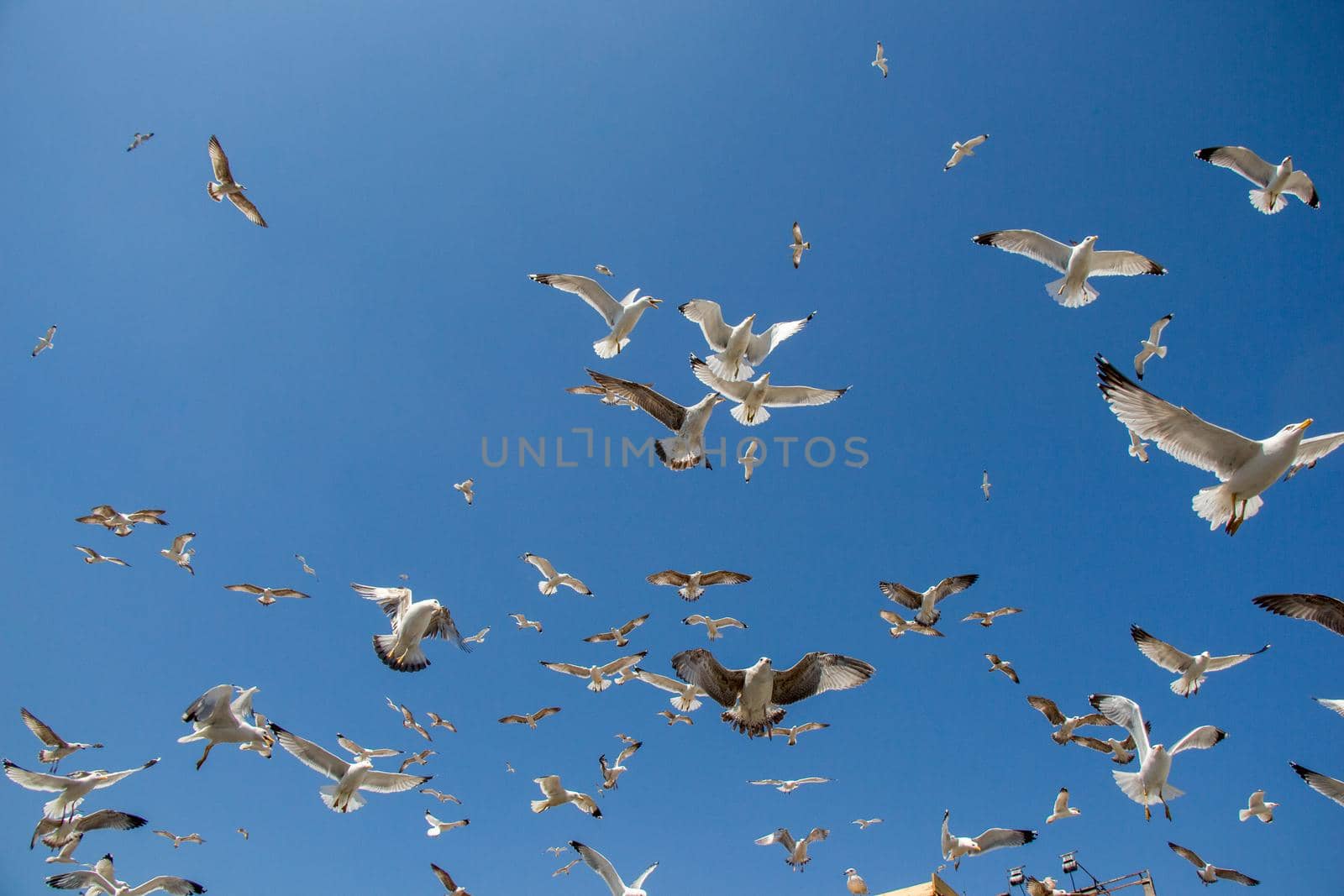 Flock of seagulls skying  in the sky by berkay