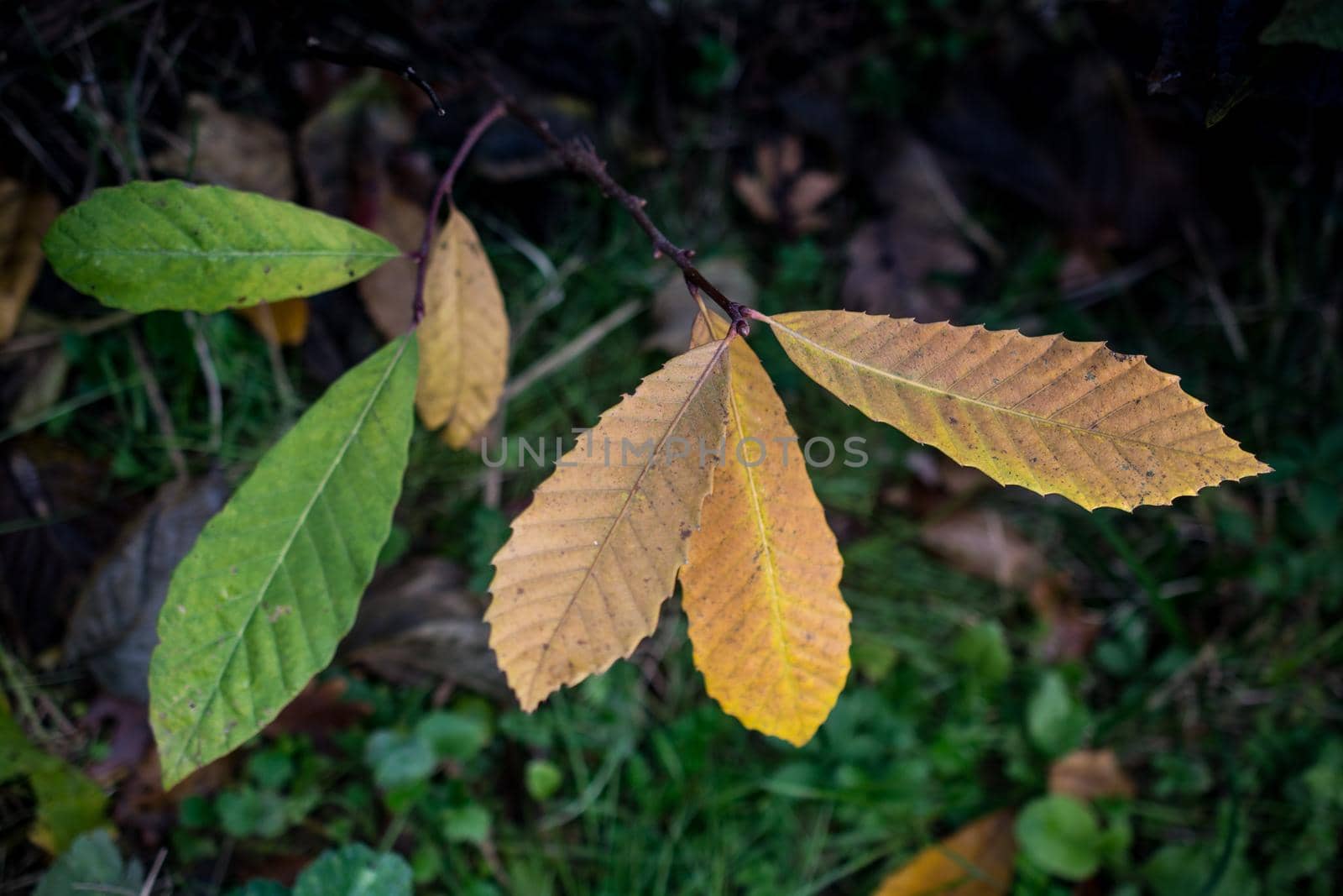 Dry Leaves as Autumn herbal Fall concept  texture