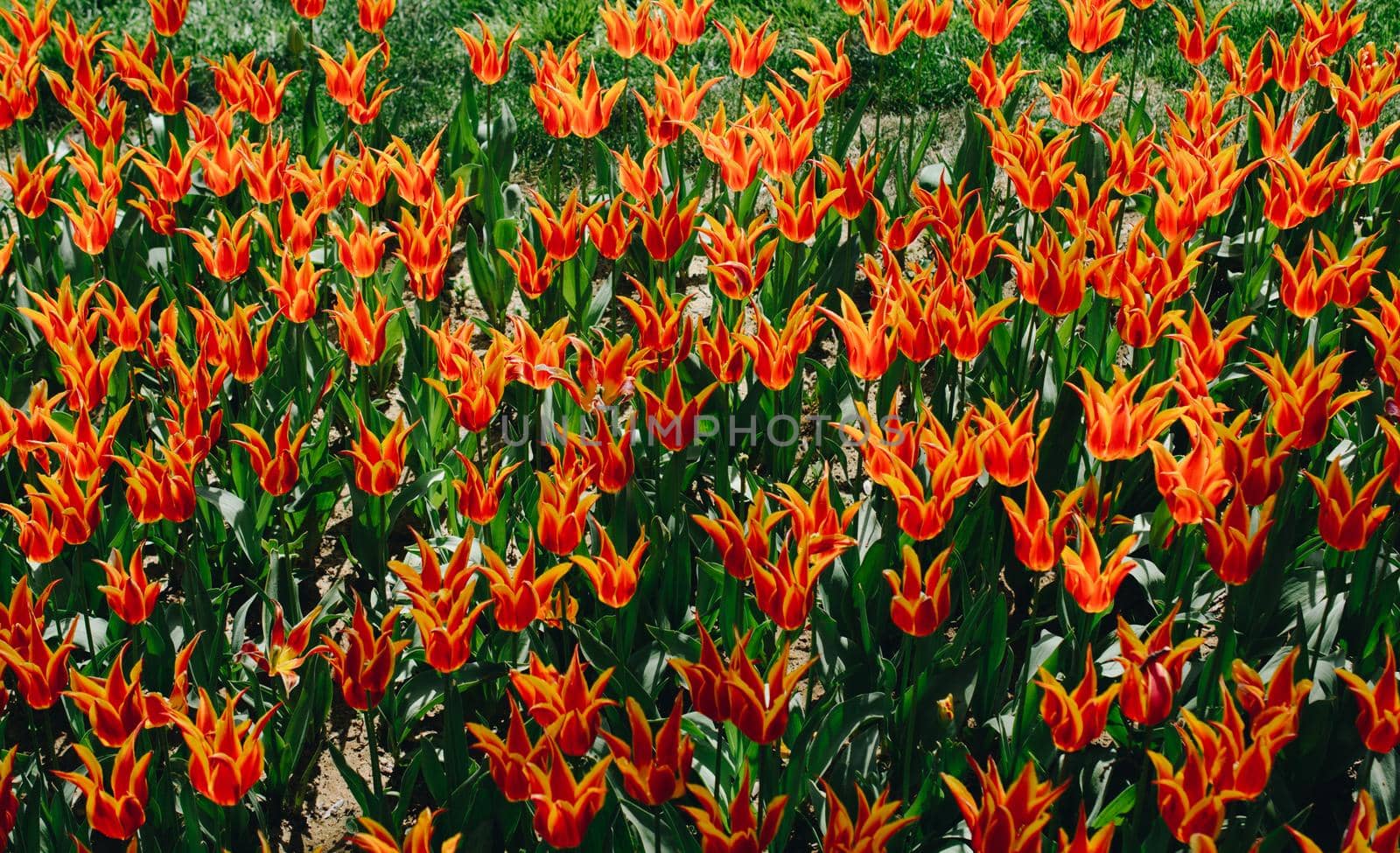 Colorful tulip flowers bloom in the spring  garden