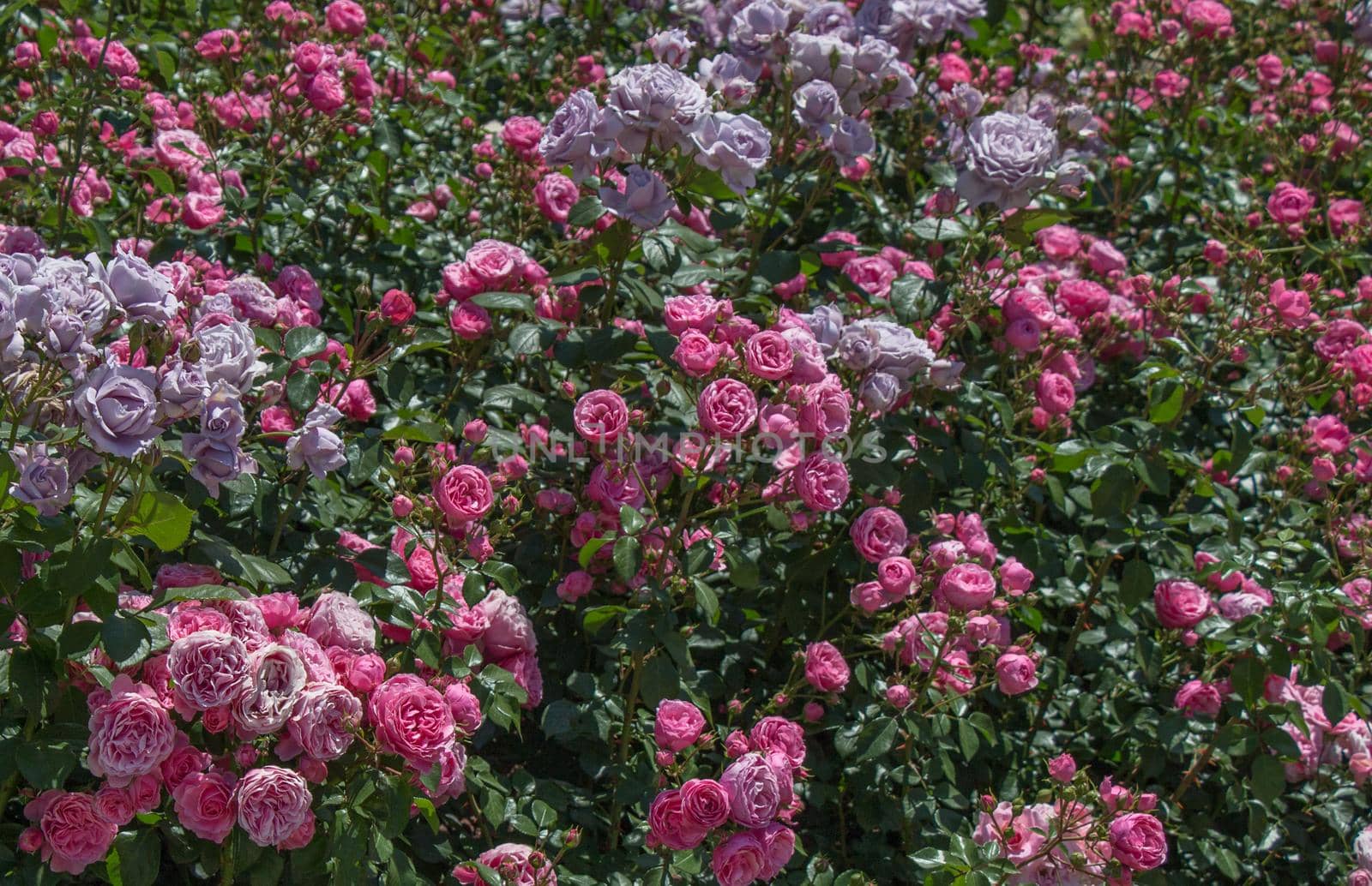 Rose garden with beautiful fresh roses by berkay