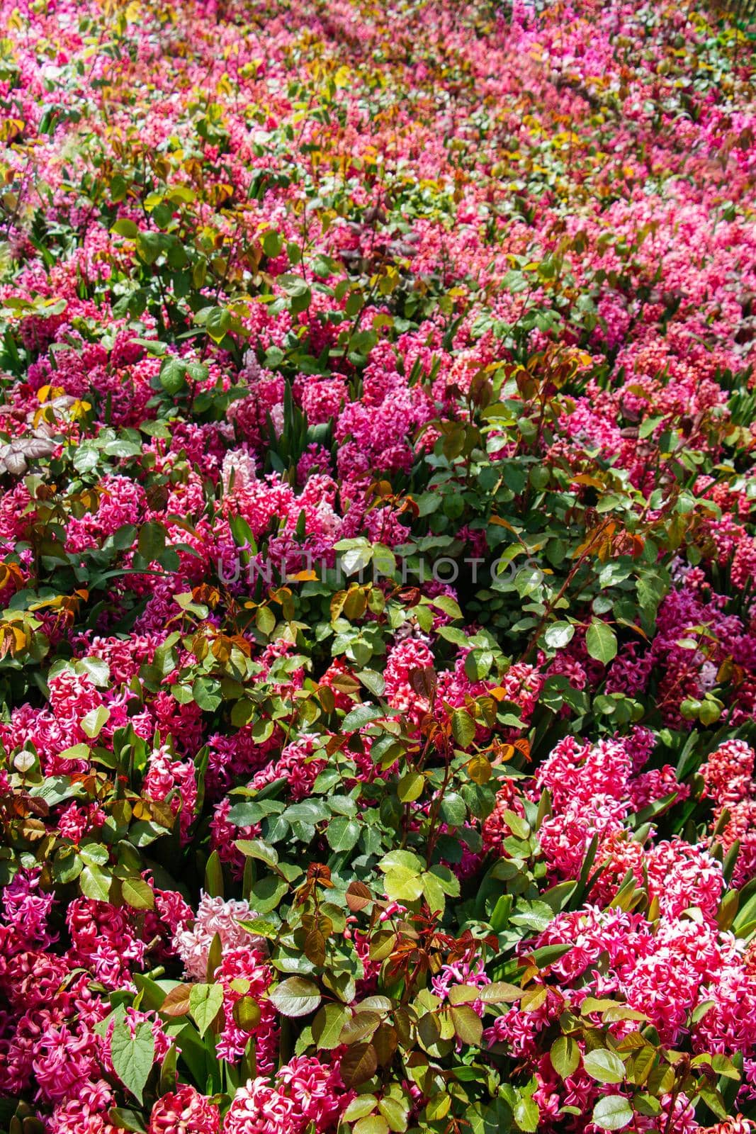 Blooming beautiful colorful fresh natural flowers in view