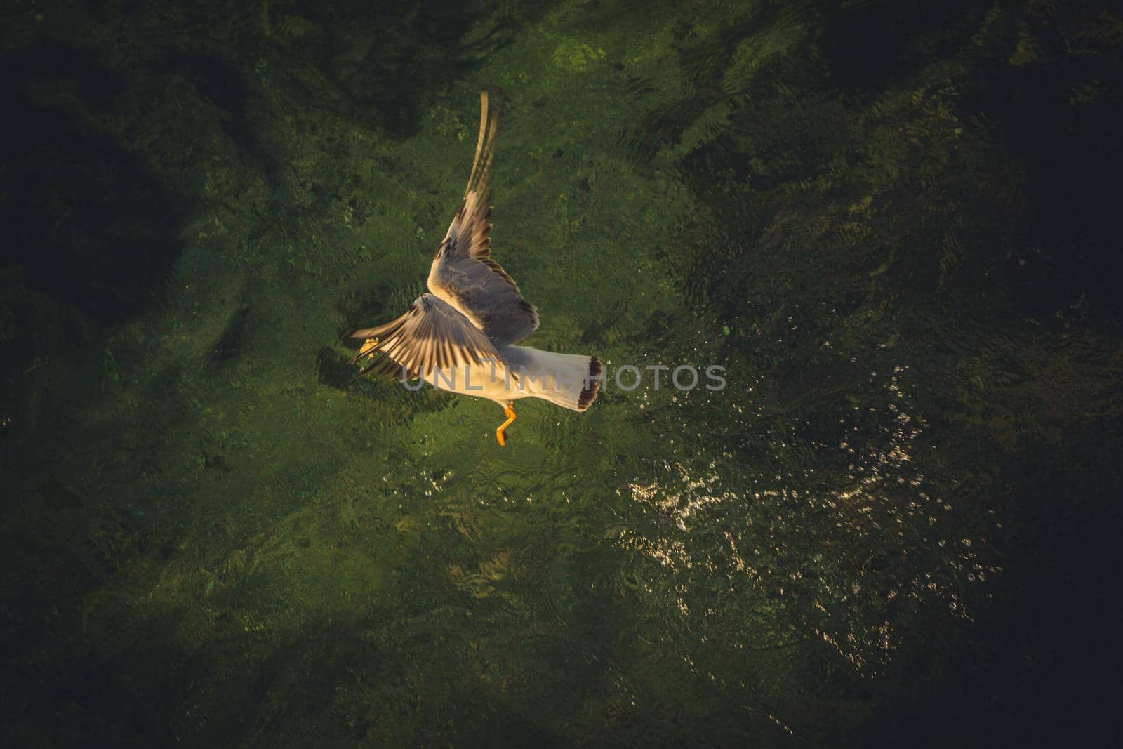 Single seagull flying in the sky in view