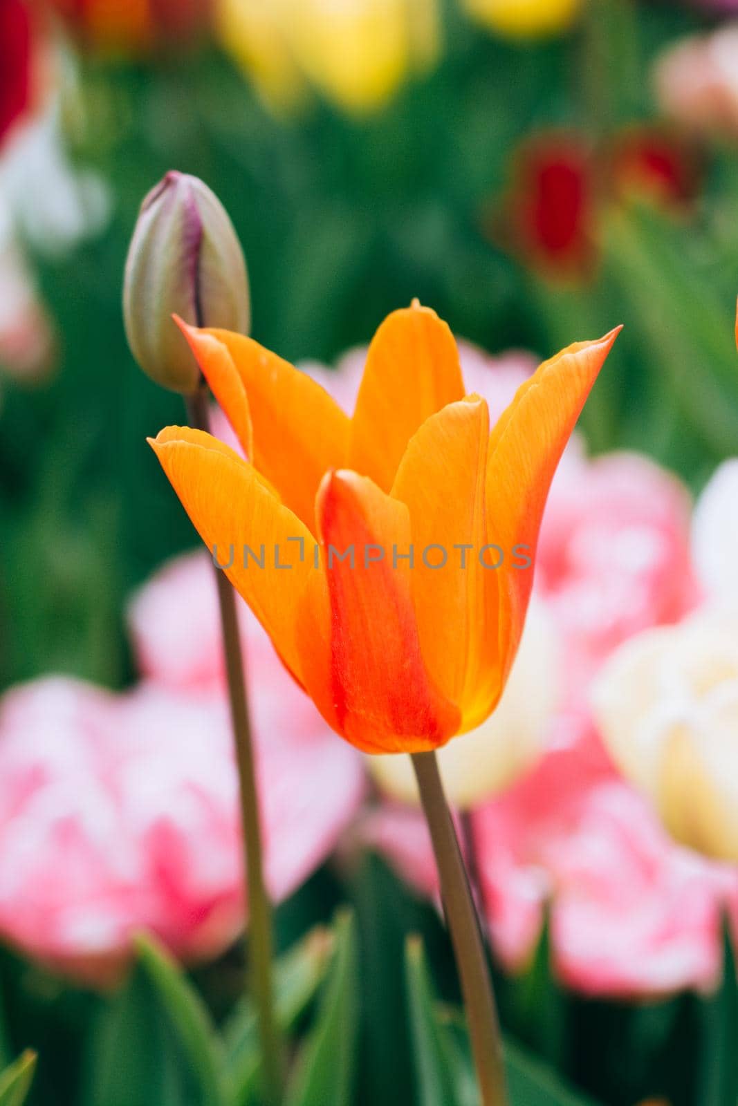 Beautiful tulips flower for postcard beauty concept design