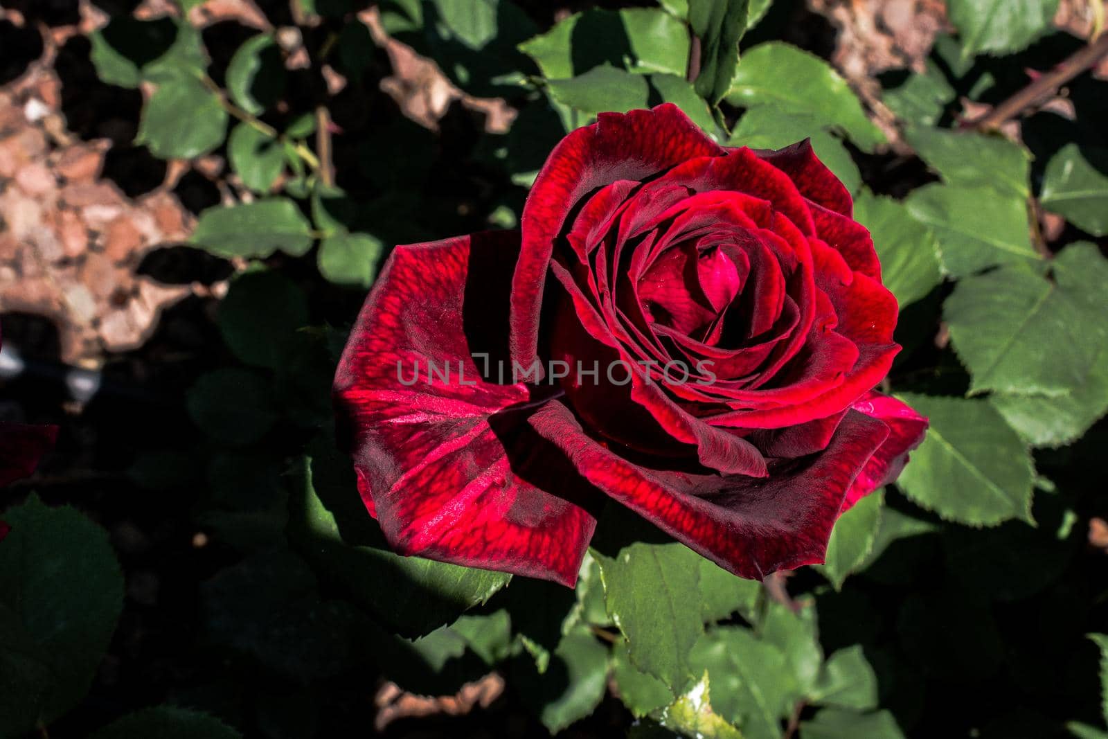 Blooming beautiful colorful rose in garden nature background
