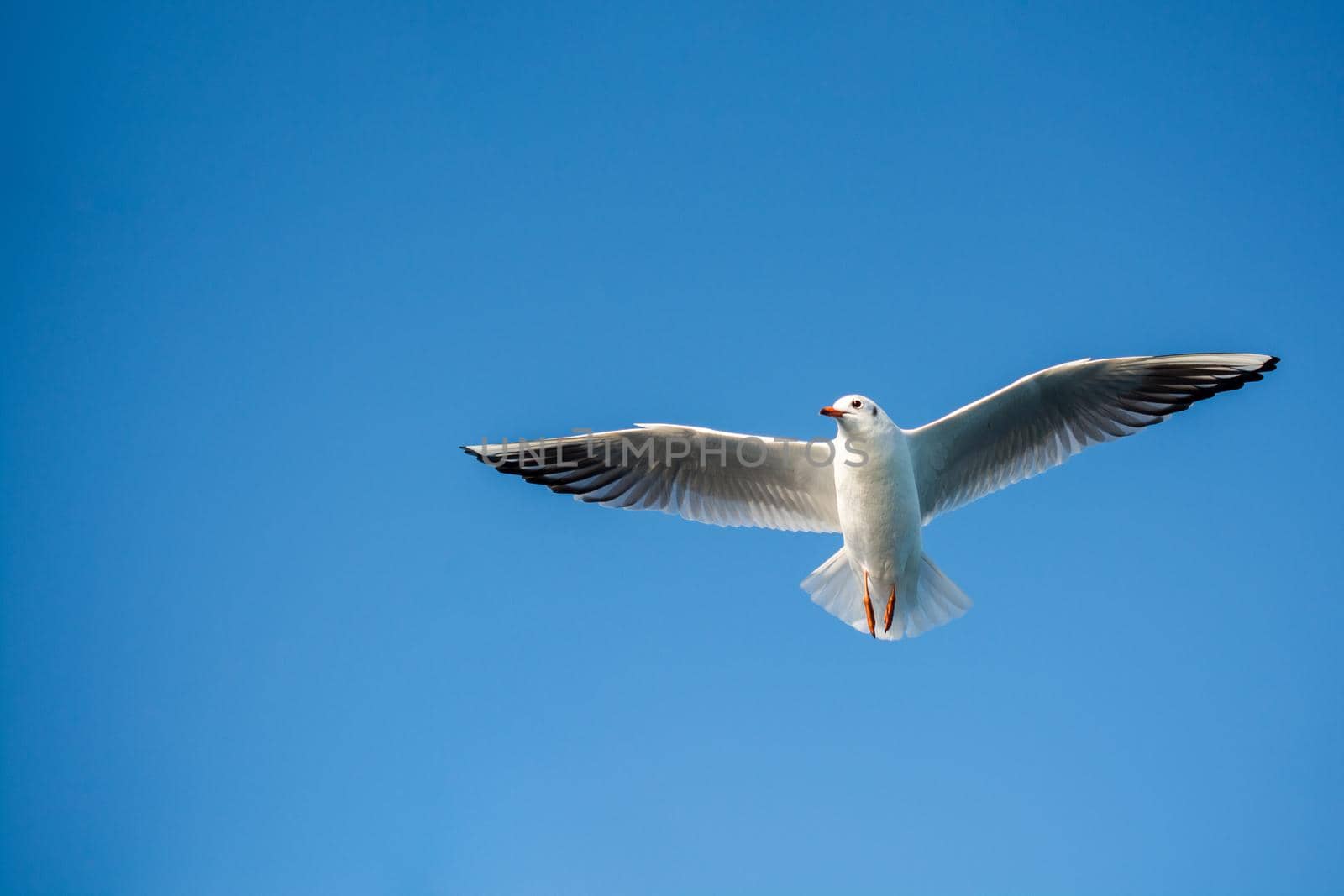 Seagulls are  flying in the sky background