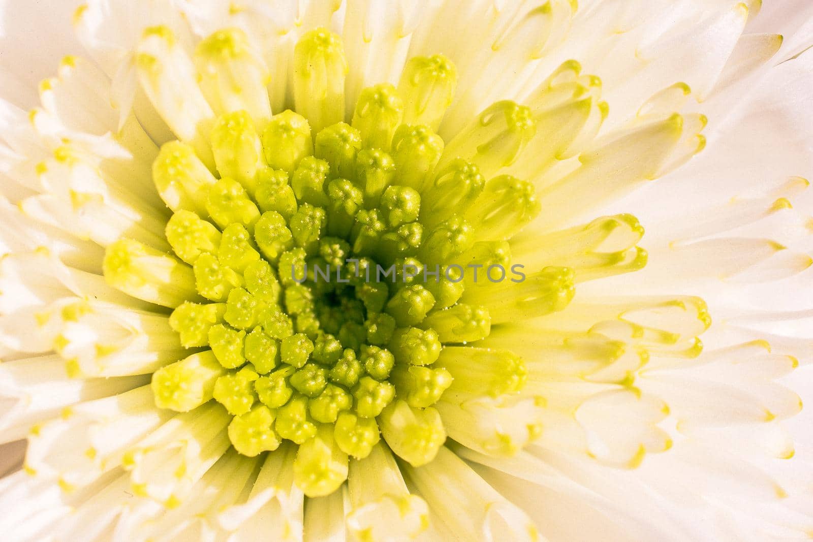 Beautiful colorful natural spring flowers in macro view