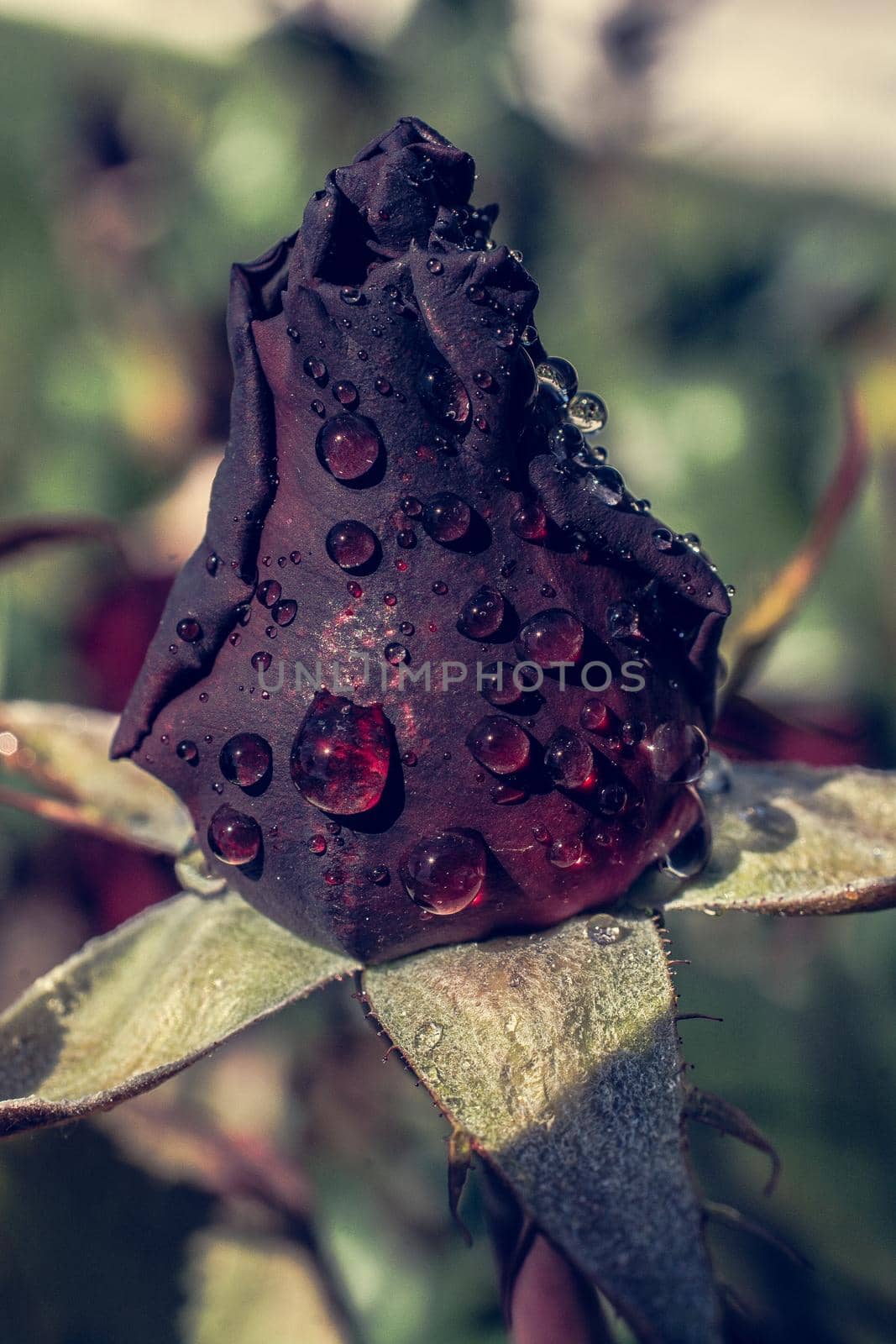 Blooming beautiful colorful rose bud in garden background