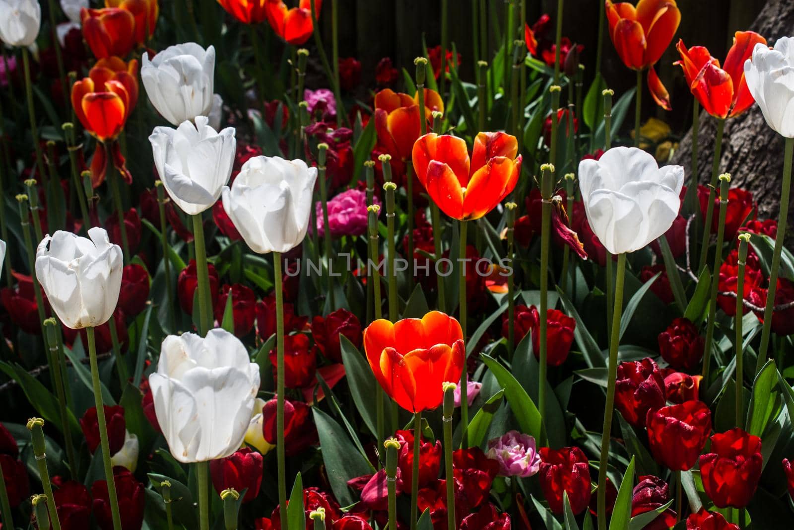 Blooming tulips  flowers in  as  floral plant  background