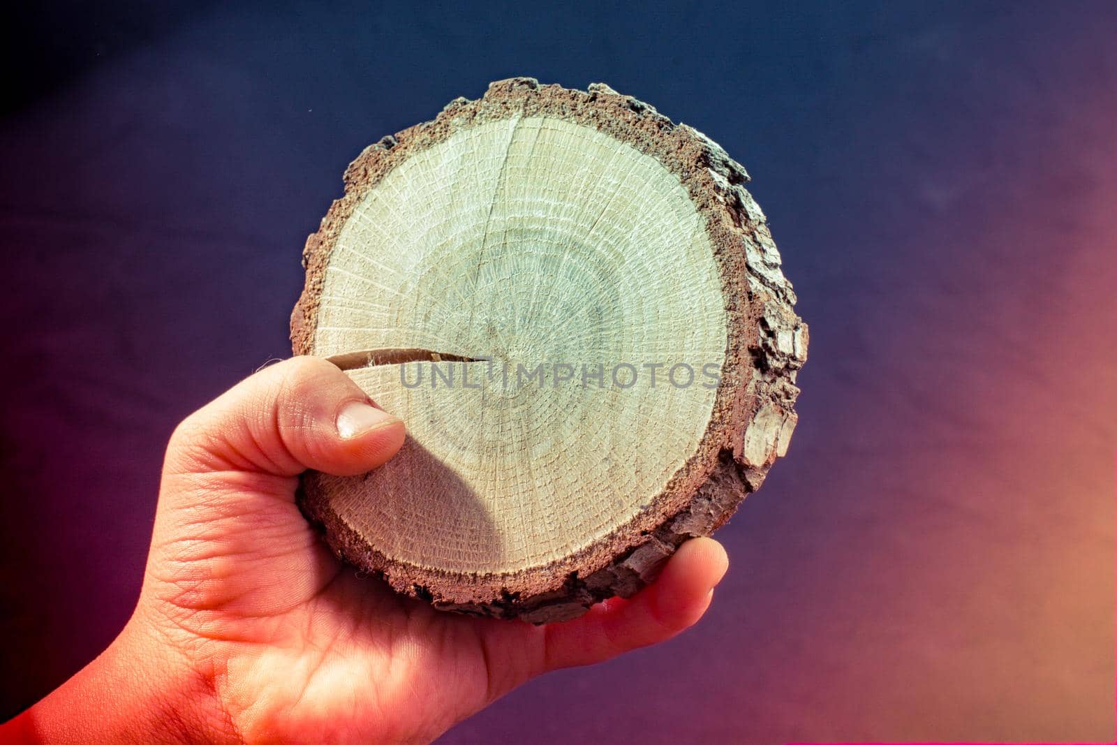 Small piece of cut wood log in hand background