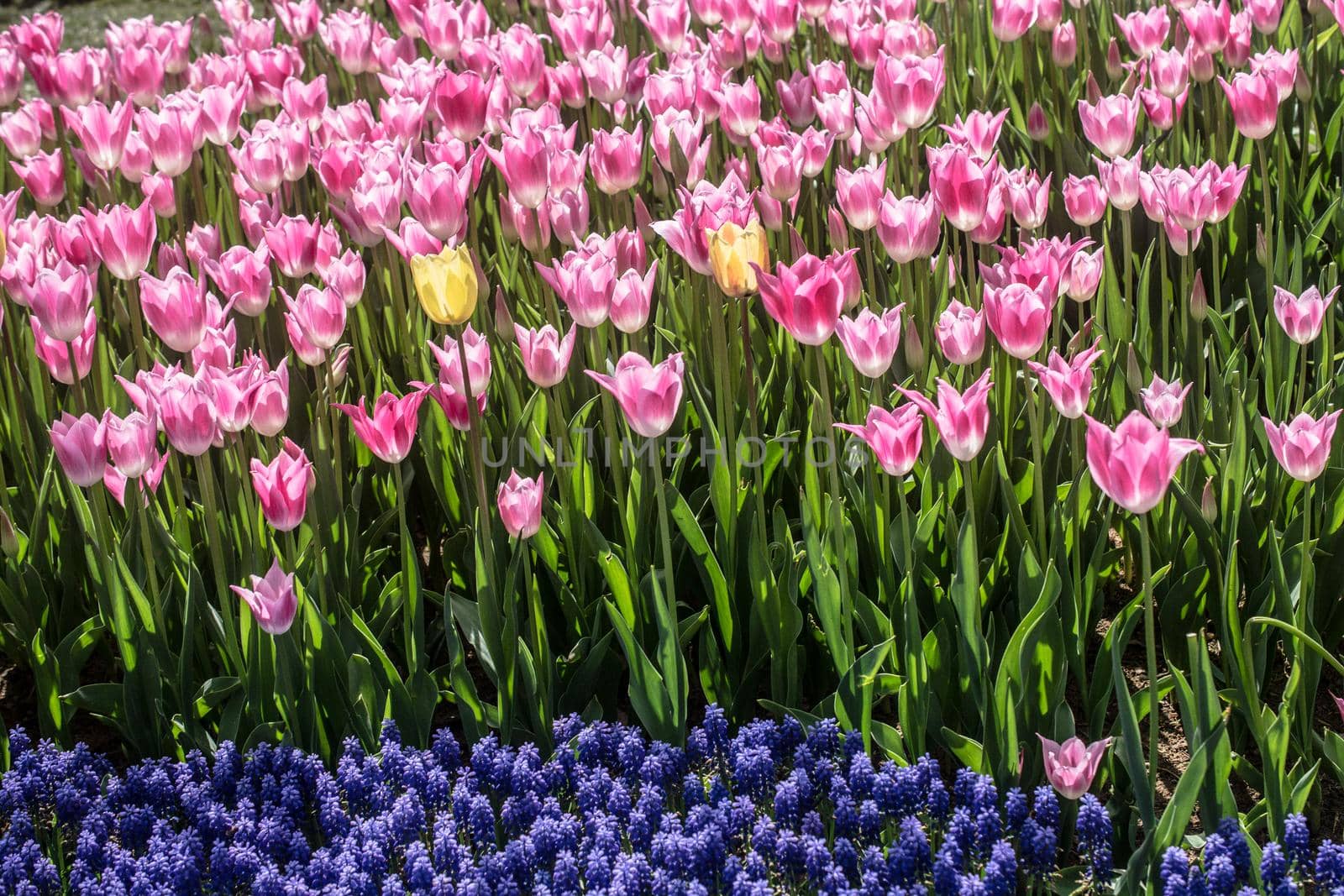 Blooming tulips  flowers in  as  floral plant  background