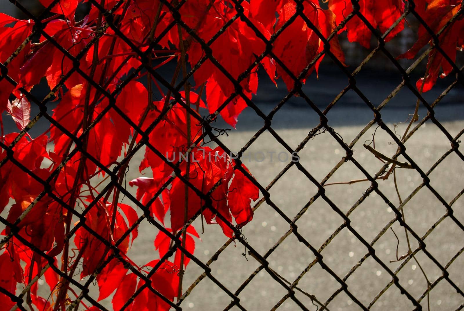 Dry leaves  of Autumn season