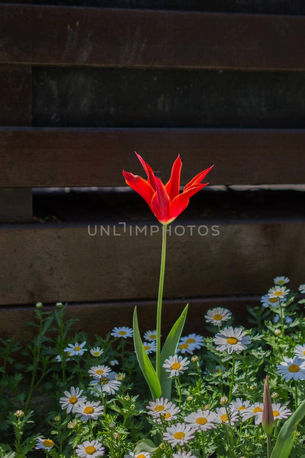 Single  Tulip Flower in Spring Season by berkay
