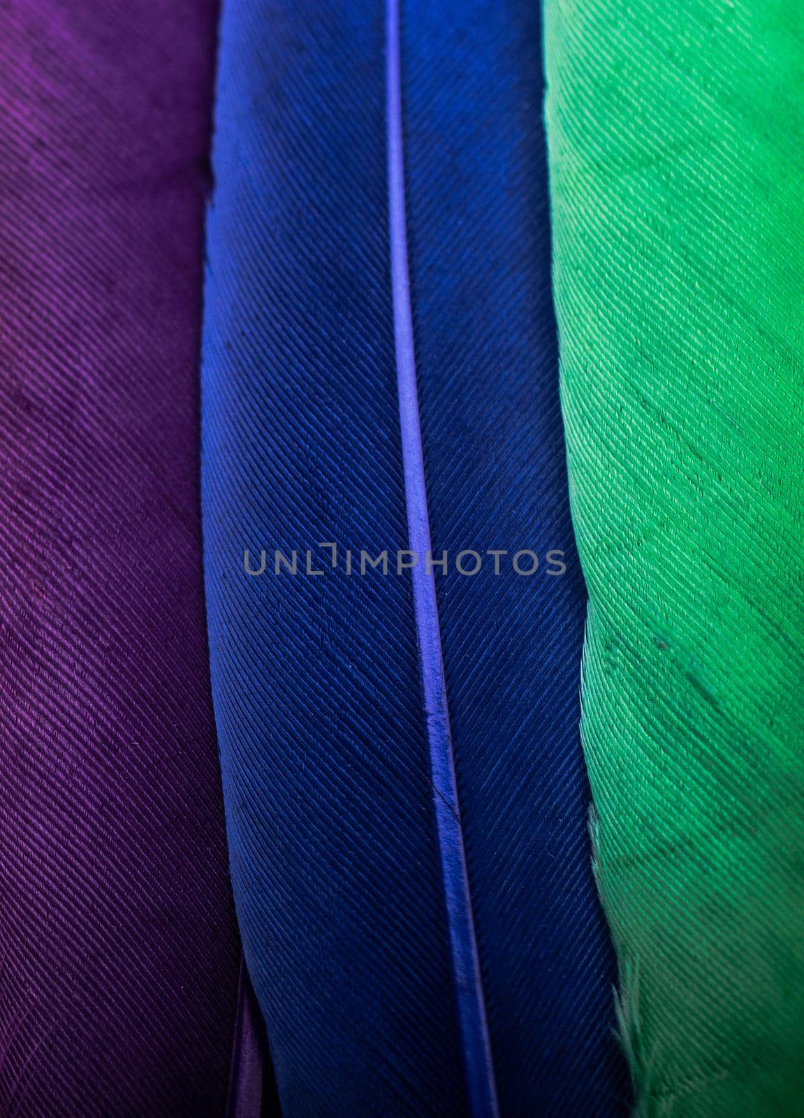 Studio shot photo of colored bird feathers as texture background