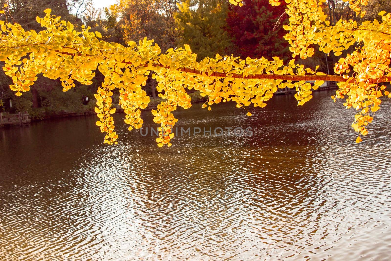 Dry leaves on branches as autumn background texture