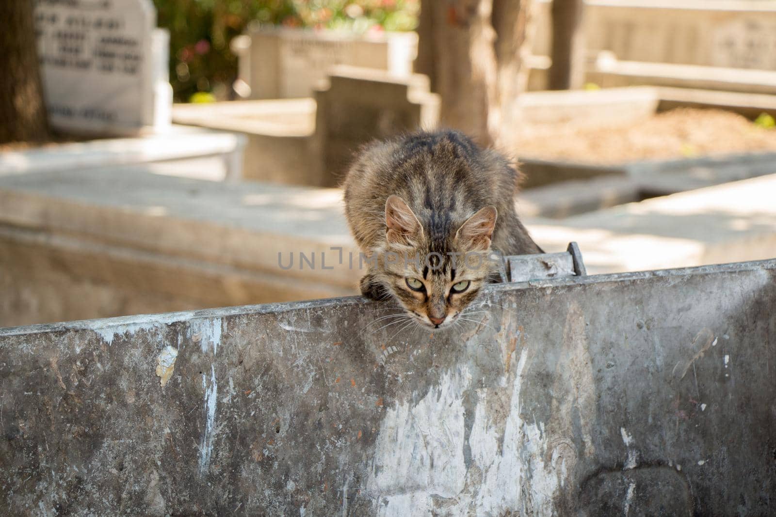 Stray cat seen in the street of the city