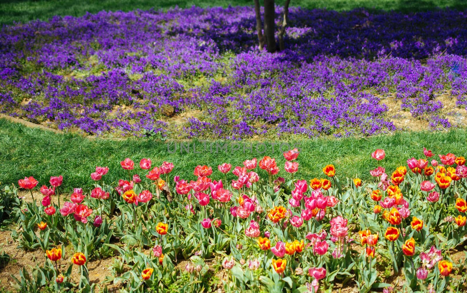 Blooming beautiful colorful fresh natural flowers in view