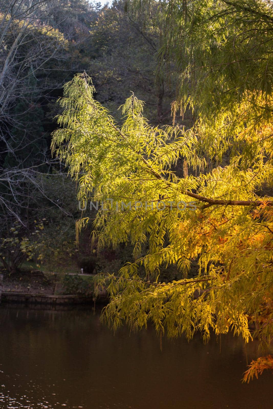 Green leaves on tree branches as  floral background texture