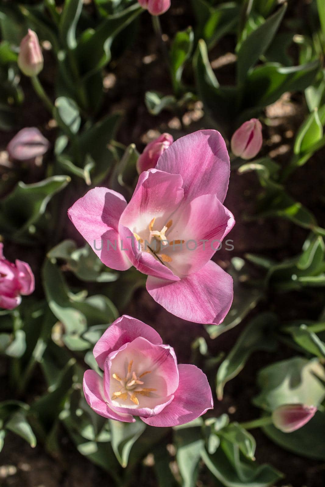 Beautiful tulips flower for postcard beauty concept design