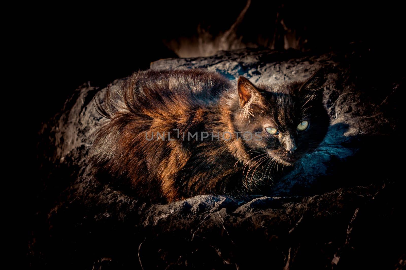 pictures of the Lovely cat as domestic animal in view