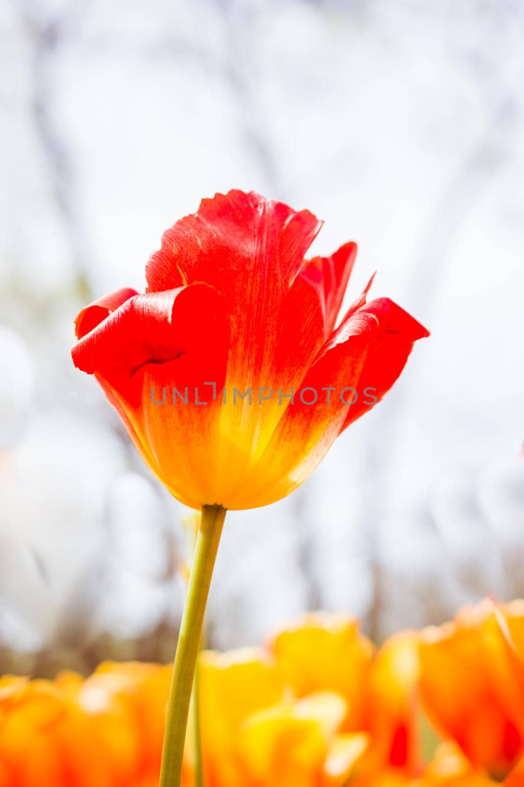 Beautiful tulips flower in tulip field in spring by berkay
