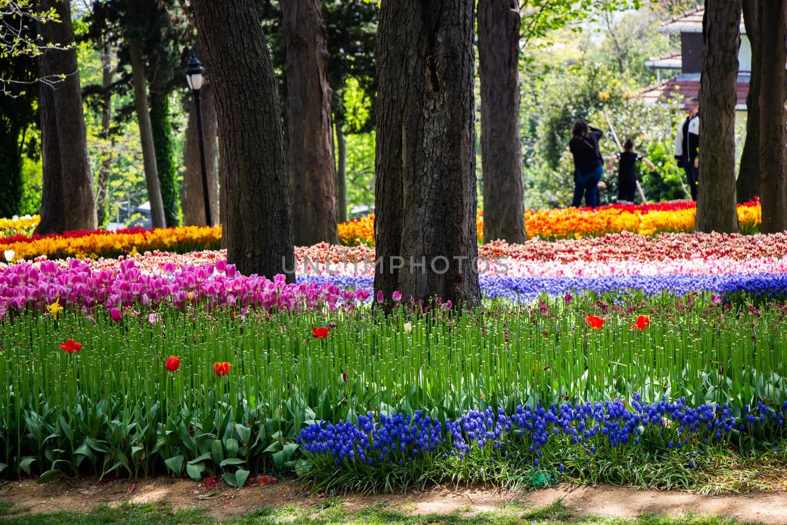 Blooming tulips  flowers in  as  floral plant  background