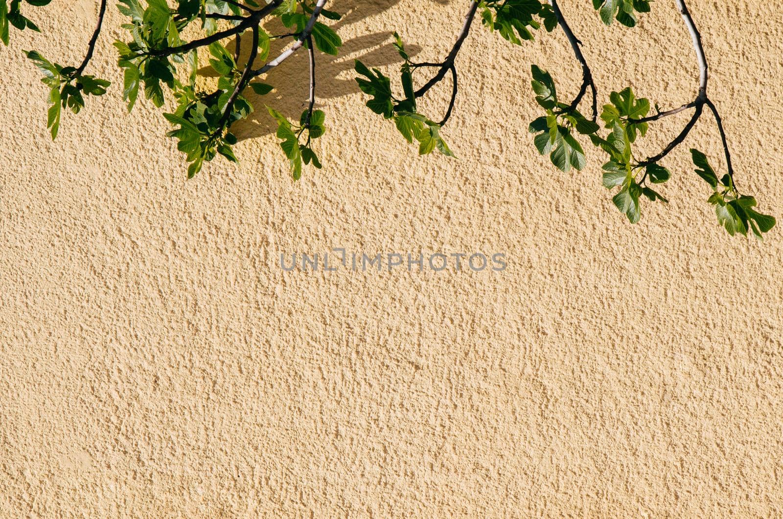 Wall with a part of a tree as a background